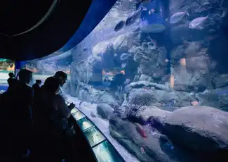 Oceanogràfic – Ozeaneum von Valencia: Eintrittskarte, València, Spanien, Valencia Pass.