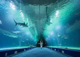 Oceanogràfic – Ozeaneum von Valencia: Eintrittskarte, València, Spanien, Valencia Pass.