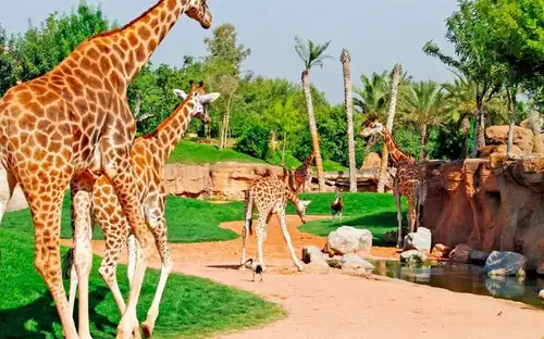 Bioparc Valencia: Ticket mit Schnelleintritt, València, Spanien, Valencia Pass.