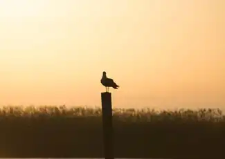 Albufera: Geführte Tagestour von Valencia aus + Bootsfahrt, València, Spanien, Valencia Pass.