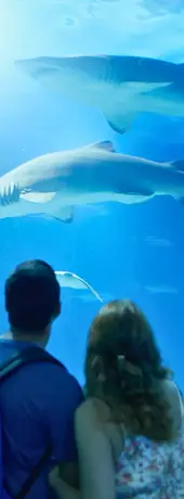 Oceanogràfic Valencia i Kunst- og Videnskabsbyen, Valencia, Spanien - Bedste ting at gøre i Valencia med Valencia Pass.