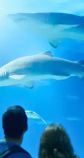 Oceanogràfic Valencia i Kunst- og Videnskabsbyen, Valencia, Spanien - Bedste ting at gøre i Valencia med Valencia Pass.