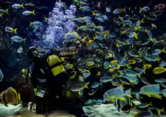 Valencia Bus Turistic: Hop-on-Hop-off-Bustour + Eintrittskarte für den Ozeanogràfic, València, Spanien, Valencia Pass. Valencia Bus Turistic: Hop-on-Hop-off-Bustour + Eintrittskarte für den Ozeanogràfic, València, Spanien, Valencia Pass.