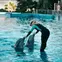 Valencia Digital Pass - Delfinshow im Oceanografic in Valencia, Spanien - Erleben Sie das Meeresleben mit Valencia Pass.