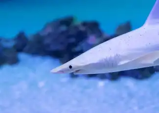 Oceanogràfic & Hemisfèric: Eintrittskarte, València, Spanien, Valencia Pass.