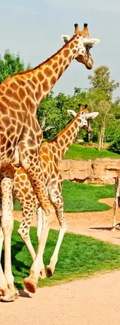 Bioparc Valencia i Valencia, Spanien - Bedste ting at gøre i Valencia med Valencia Pass.