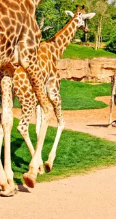 Bioparc Valencia i Valencia, Spanien - Bedste ting at gøre i Valencia med Valencia Pass.