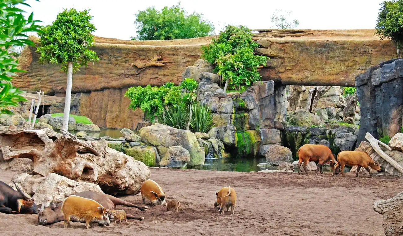 Bioparc Valencia: Ticket mit Schnelleintritt, València, Spanien, Valencia Pass.